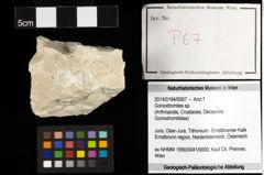 Foto (Objekt + Etiketten) von Goniodromites sp. 